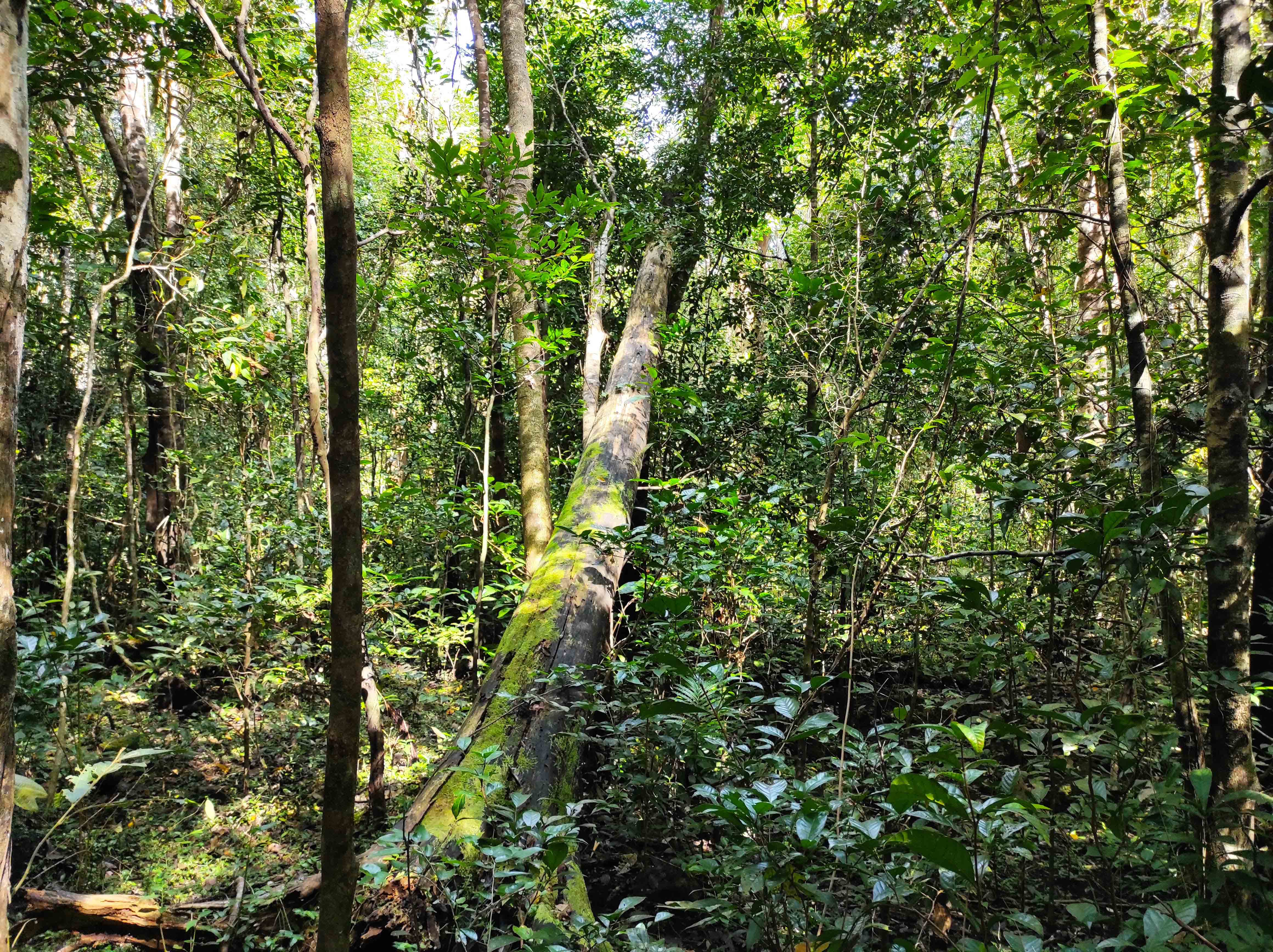 Cat Tien NP
